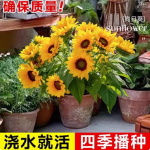 向日葵花种籽子矮四季开花高杆观赏盆栽葵花种子种植瓜子鲜花食用