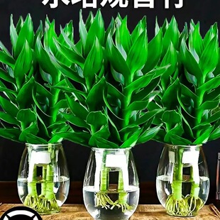 ���F��ˮ��ֲ���^���񎧸��҃����Ի��ܾGֲ�G�}�D�\���ӿ͏dˮ�B