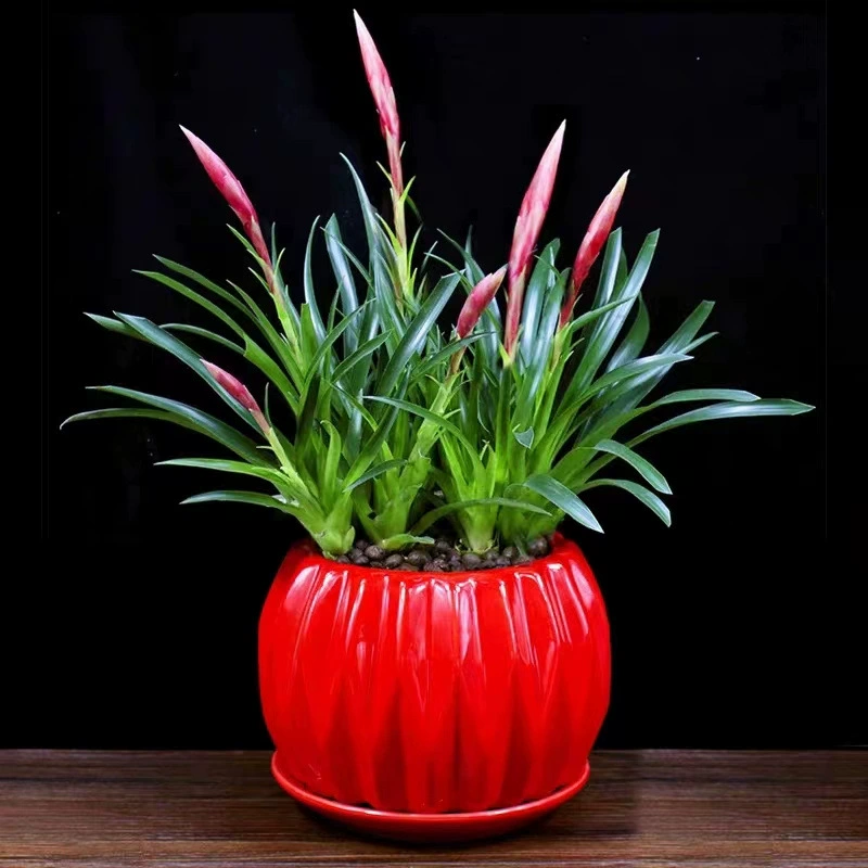 Lucky Hand Pepper Горшечное растение Комнатное зеленое растение Стол не может поднять мертвых Гостиная Балкон Гостиная Lucky Head Цветы