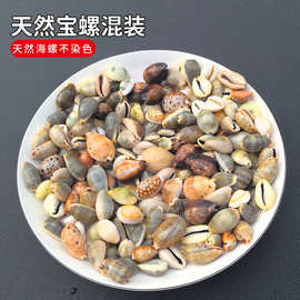 天然宝螺 鱼缸水族箱造景装饰地台贴画房间创意摆件礼物标本收藏