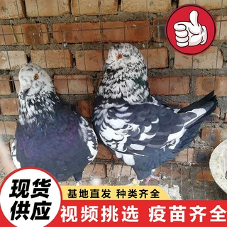 种鸽活体出售 公园散养鸽子美国落地王种鸽 成对肉鸽元宝鸽价格
