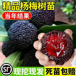 Authentic Grafted Dongkui Bayberry Saplings, Bayberry Saplings Planted in the North and South, Fruit Saplings That Bear Fruit in the Same Year