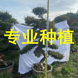 ��Ʒ�֌������ܘ� �����������ܘ��� ���@���c���^�쾰�����܇��