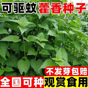 Freshly Edible Patchouli Seeds Potted Patchouli Original Soil Patchouli Seedlings Five-Spice Leaf Fish Fragrance Seeds Balcony Courtyard Vegetables