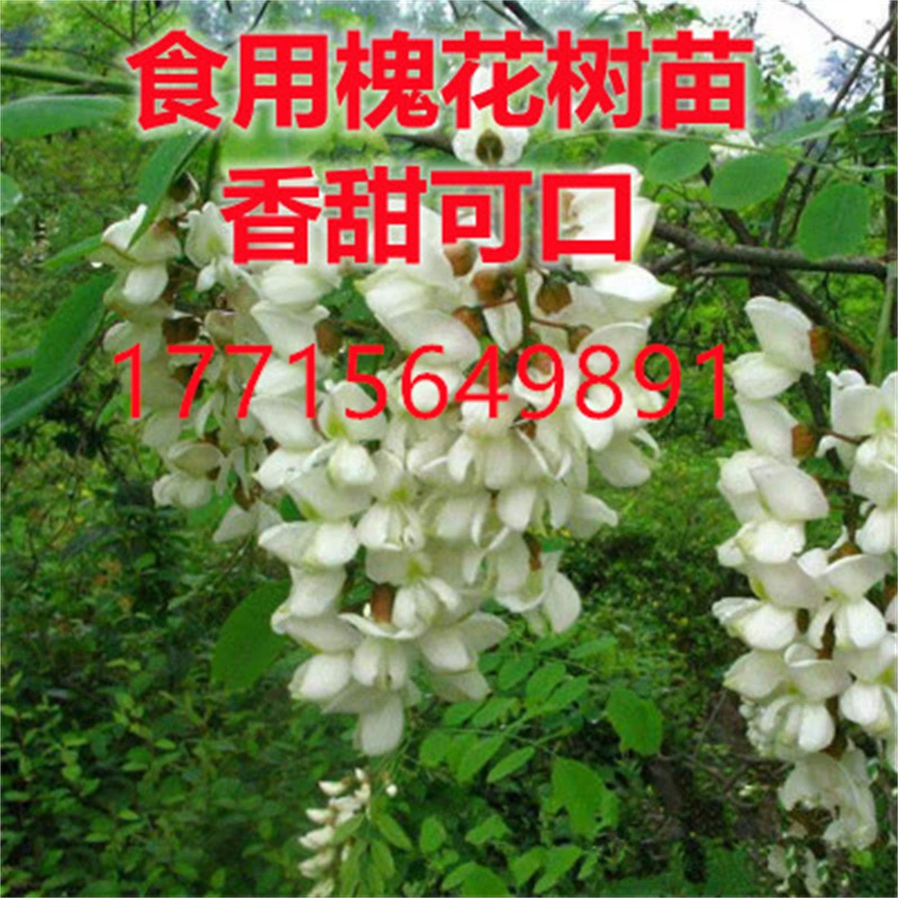 Фугуй Софора японская сафлор Софора японская саплинг цвет Софора японская саплинг