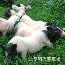 巴马香猪苗出售小香猪幼崽活物活体大量出售迷你宠物香猪藏香猪