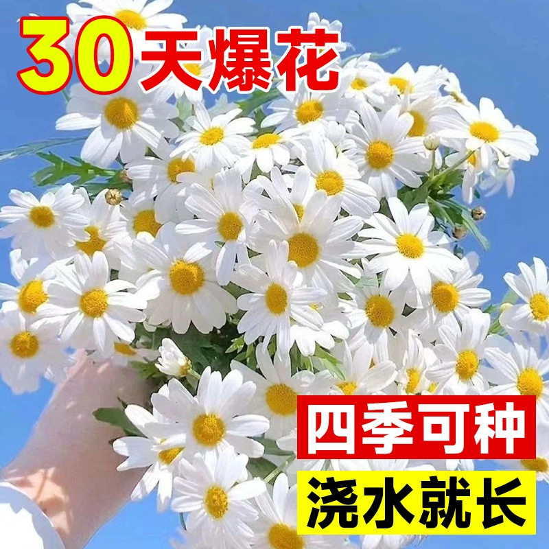 Маленькие семена ромашки, семена подсолнечника, семена цветов Gesang, семена цветов космоса цветут круглый год.
