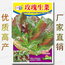 玫瑰生菜种子 易种沙拉生菜种子 四季生菜种子 速生鲜食生菜种籽