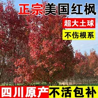 Саженцы американского красного клена, саженцы для ландшафтного дизайна Сычуани, красный танцор, уличные деревья японского красного клена, красные клены с красной короной