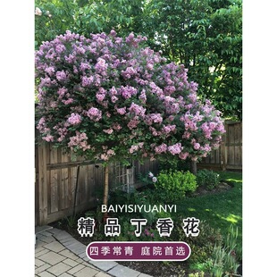 һ�����l���㻨������㻨�绨��ֲ���ͺ�ͥԺ�ļ�����e�����϶�