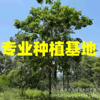 福建多花风铃木基地 江西紫花风铃木批发 广东紫花风铃木容器价格