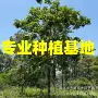 广东江西基地多花风铃木
