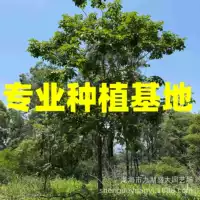 Оптовая цена на фуцзяньскую многолепестковую баухинию, базовую баухинию Цзянси с фиолетовыми цветками и баухинию Гуандун с фиолетовыми цветками в контейнерах.