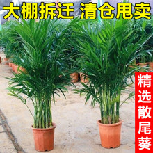 散尾葵植物凤尾竹盆栽客厅桌面大型富贵椰子花卉绿植天堂鸟绿植花