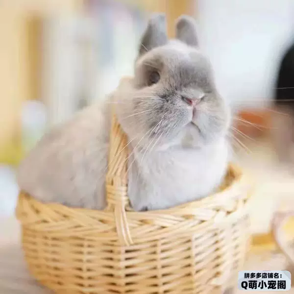 Siamese dwarf rabbit (rare color)