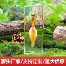 昆虫标本天然琥珀甲虫蝗虫蜘蛛蝎子标本 学生 幼儿科普教具工艺品