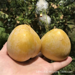�Ĵ�Ó�����Ӽ޽ӷ�����������������������ͥԺ�Nֲ����Y��