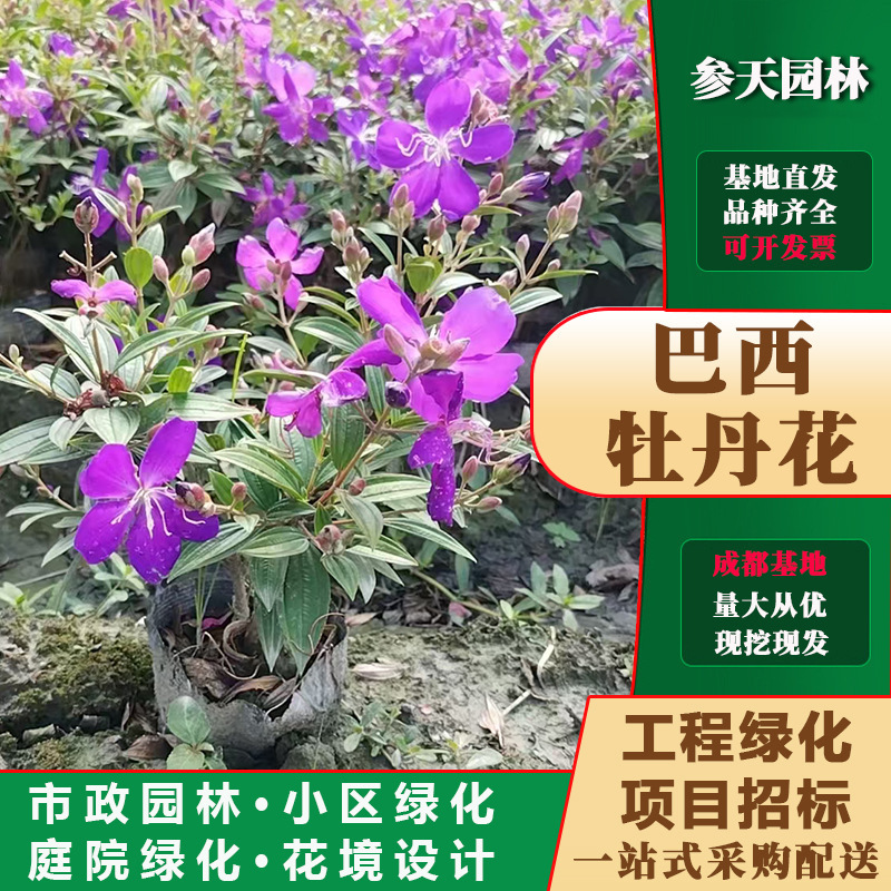 贵州四川重庆巴西野牡丹冠幅30巴西野牡丹冠幅35巴西野牡丹冠幅40