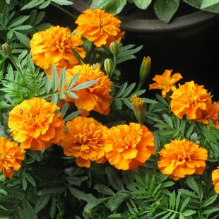 �������̹��@�����G����ȸ�ݷN��С�f�۾ռt�S�������ճ��ջ�����