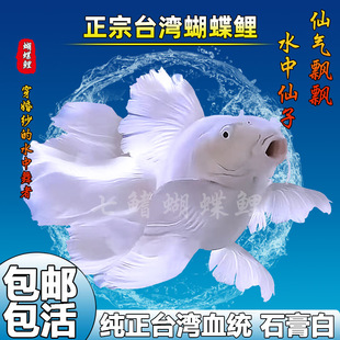 Taiwan Lion Head Purebred Short Body Ball Butterfly Carp Koi Cold-Resistant Freshwater Cold Water Ornamental Fish Seedlings