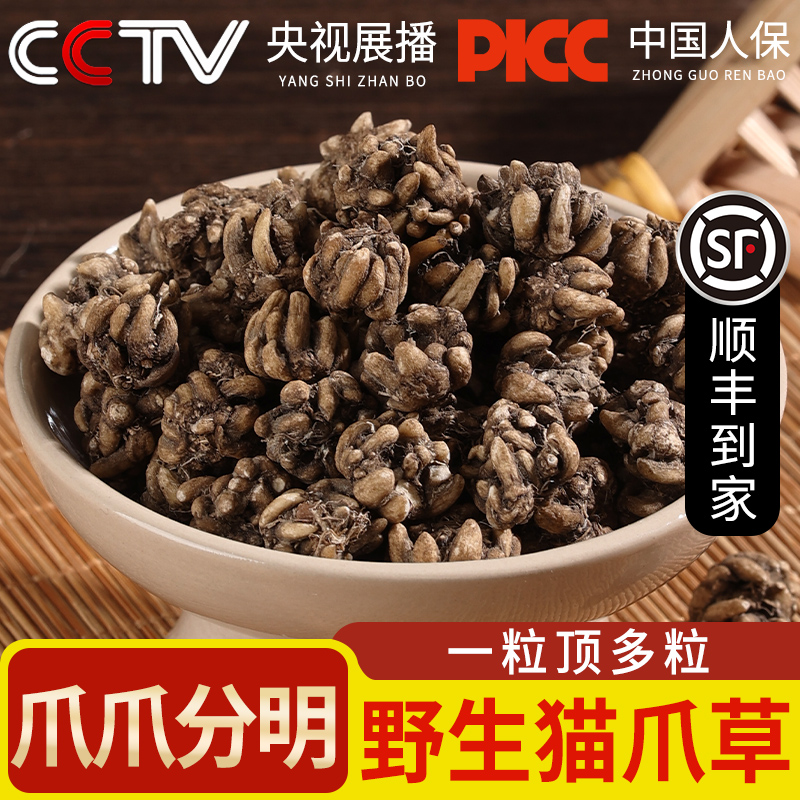 野生猫爪草正官方保证水洗猫抓草中草药材水洗净货可检可验