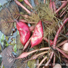 菱角种老菱角种黑菱角苗种籽秧苗水生植物苗漂浮型高产大菱角种子