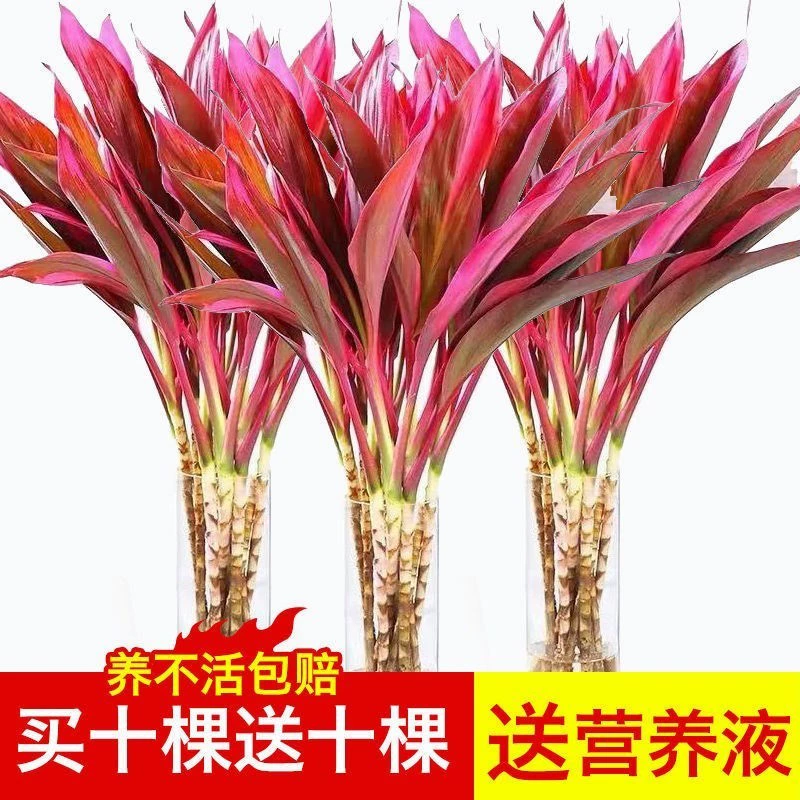 Фиолетовый бамбук Lucky Strike богатый бамбук крупнолистовой бамбук Гидропоника зеленые растения цветы очистка воздуха в помещении гостиной Фиолетовый Бамбук оптом