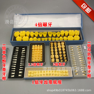 ���Ɛa��ģ�� �W���J�R���X 28�w����ȫ�����Xģ�ͷ����x�w��ģ��