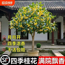 �𻨘����Ԏ�������ļ�����辰�҃��_������̨����B���ܾGֲ