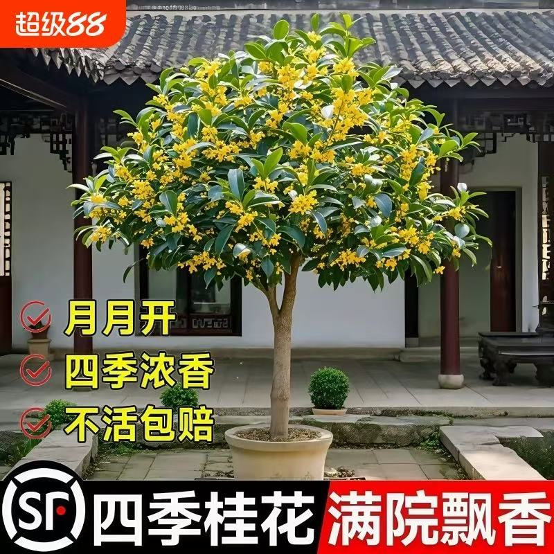 桂花树盆栽带盆金秋四季大树盆景室内开花金桂阳台桂好养花卉绿植