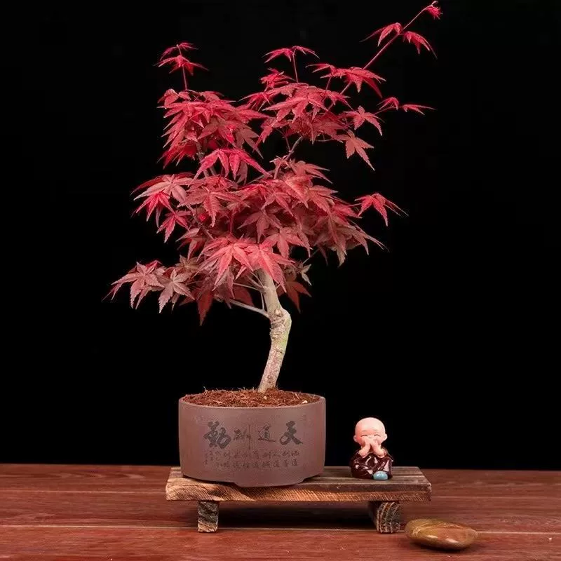 Японский красный клен красный танец дзи старый кучи бонсай четыре сезона красный клен саженец гостиная двор Крытый горшок зеленые растения