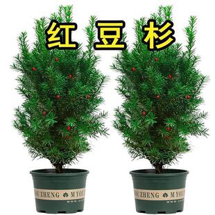 ���ڼt��ɼ����玧�����؁������҃���ͥԺ�ϱ����ͺ��Gֲ����B