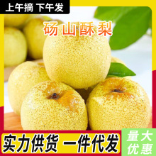 正宗安徽砀山酥梨新鲜水果应当季梨子脆甜多汁青黄梨9斤整箱包邮