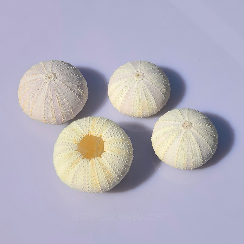 Purple and white sea urchin shell 3-4cm 1 piece