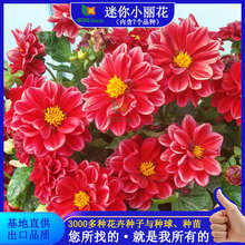 迷你小丽花种子批发花圃家庭园艺易种花种子花坛花境观赏花卉种子