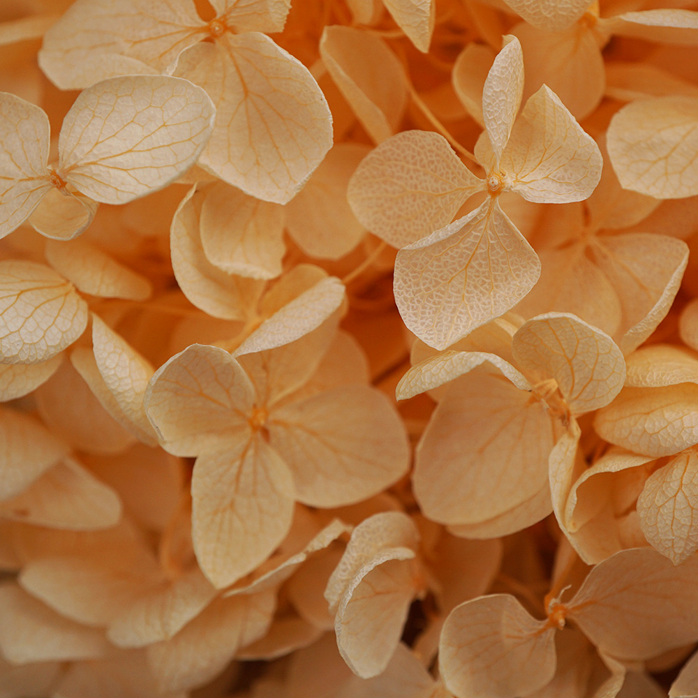 Hortensia Preservada A+ Anna, Flor Seca de Hortensia de Hoja Pequeña, 20g en Caja, Fabricante de Hortensias, Material Floral al por Mayor para el Día de San Valentín