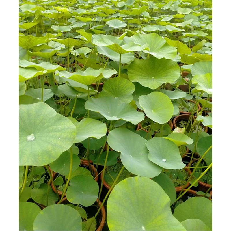 Лотос в горшке Хан Клык Вода Лотос Фу Ци Чаша Лотоса Бак Лотоса Лотос Чэнду Водный Пейзаж Растения