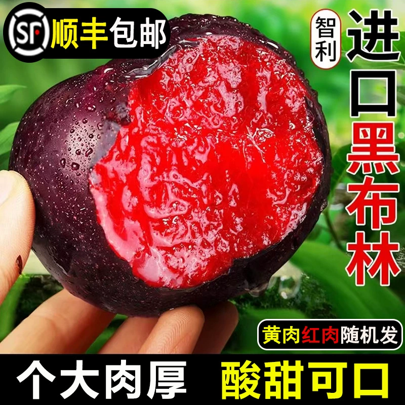 Чили импортирует черные бриновые сливы свежие сезонные беременные фрукты оптом