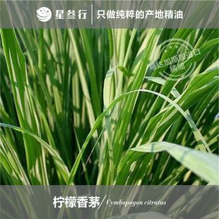 ������é���� ���ʲ��R�_��˹�Ӯa��޹������Ȼֲ�ﾫ��ԭ�����l