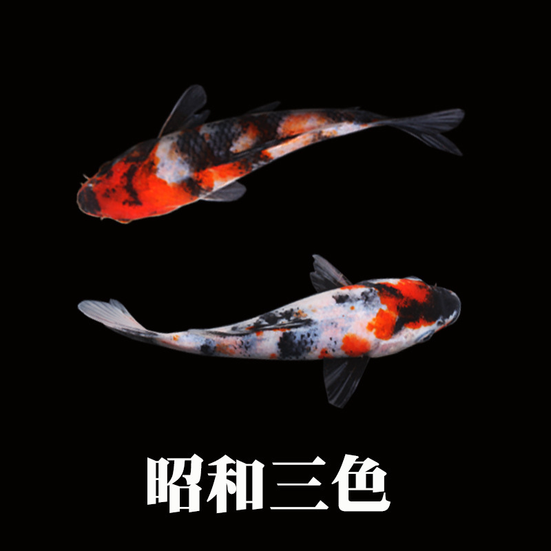 冷水観賞魚、日本鯉、純種ドイツ鯉、飼育しやすい、大正三色赤白稚魚金魚|undefined