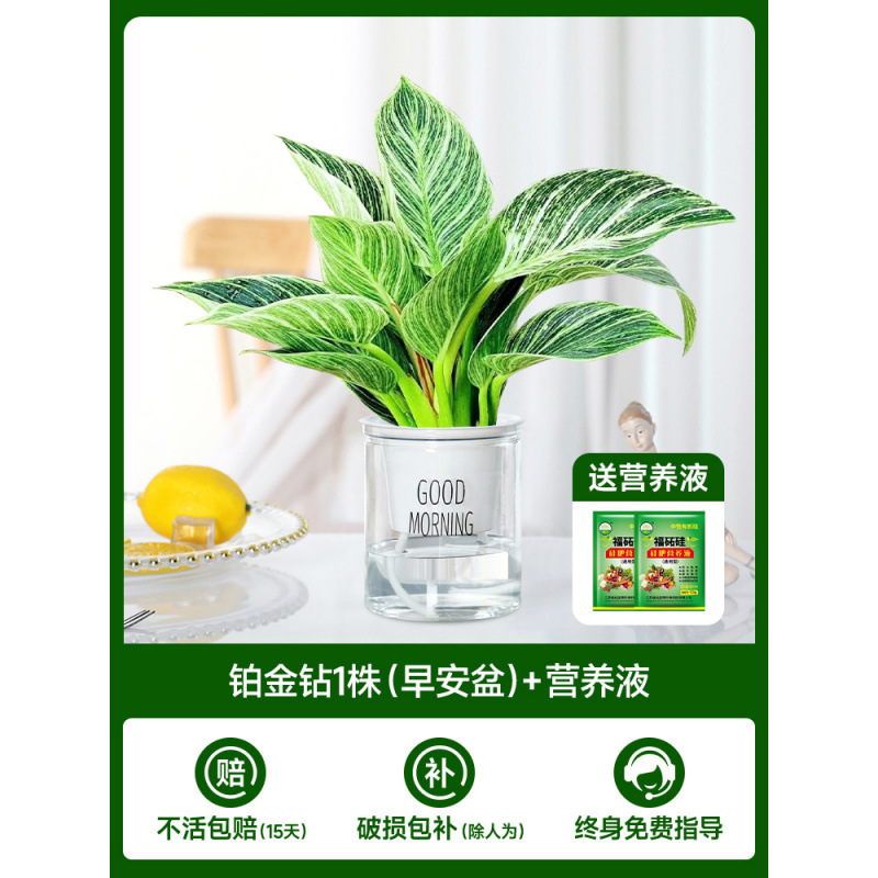 백금 다이아몬드 1개(굿모닝 세면대) + 영양액 2개