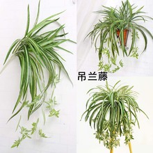 ���滨������m�� ����ֲ���ıڒ��҃��b��ٗl����Gֲ���l