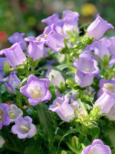 Wine Glass Wind Chime Large Flower Bellflower (Long Flowering Period and High Appearance) Flowering Plant for Courtyard Balcony