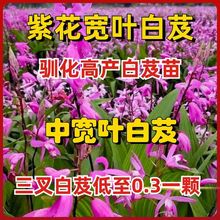 紫花三叉白芨苗中宽叶白芨苗驯化苗低至三毛一颗耐热室外高级特级