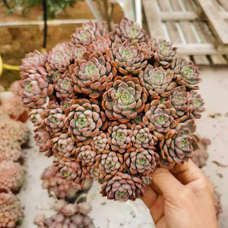 대형 핑크 인형, 전체 높이 18cm+