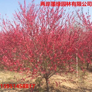 �һ��������~����Ҏ��Ʒ�N�Rȫ �G�����̘��� ���һ������l�t�~��