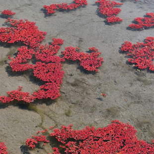 Factory Wholesale Manjianghong Purple Algae Trigonophyton Red Duckweed Nursery Supply Perennial Floating Plants