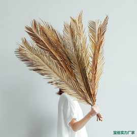 铁树叶干花干叶凤尾叶植物鱼缸造景婚庆花艺橱窗民宿装饰散尾葵叶