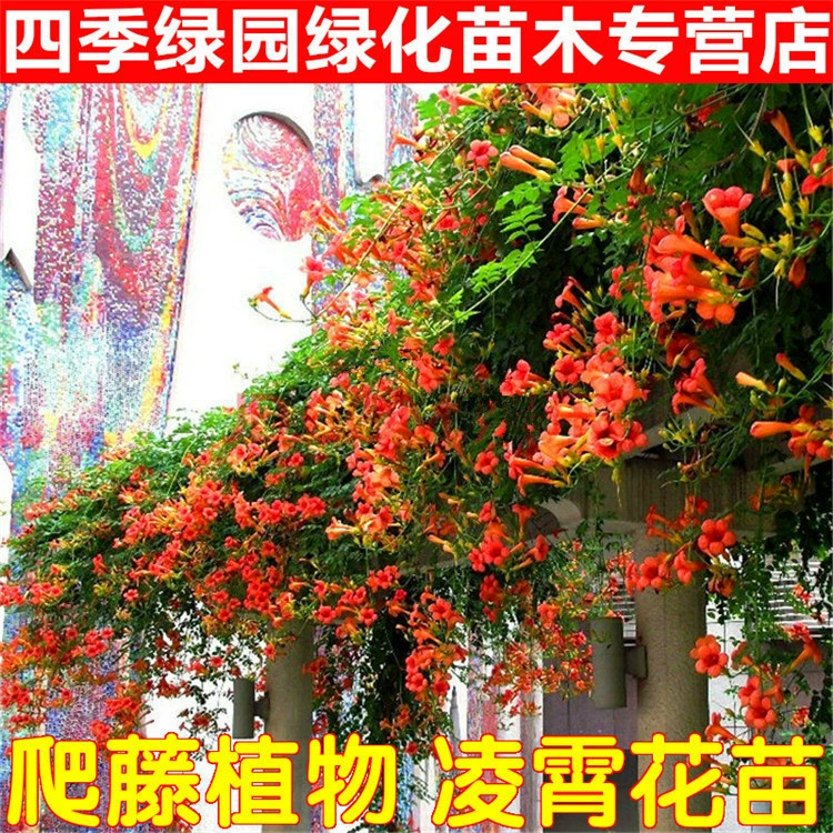 Кемпсис Цветок Рассада Вьющиеся растения Двор Балкон Озеленение Вьющиеся цветы Американские сорта Горшечные цветы Рассада