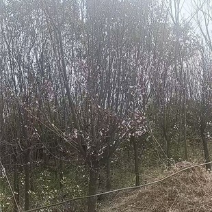 Purple Leaf Plum Saplings, Fast-Growing Red Leaf Plum Saplings, Courtyard and Roadside Greening, Cold-Resistant Large Landscape Flower Trees, Red Leaf Plum Saplings